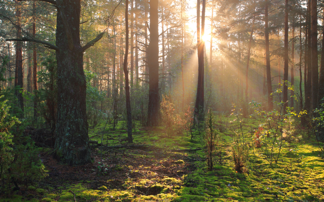 Choosing Green Burials and Eco-Friendly Estate Planning