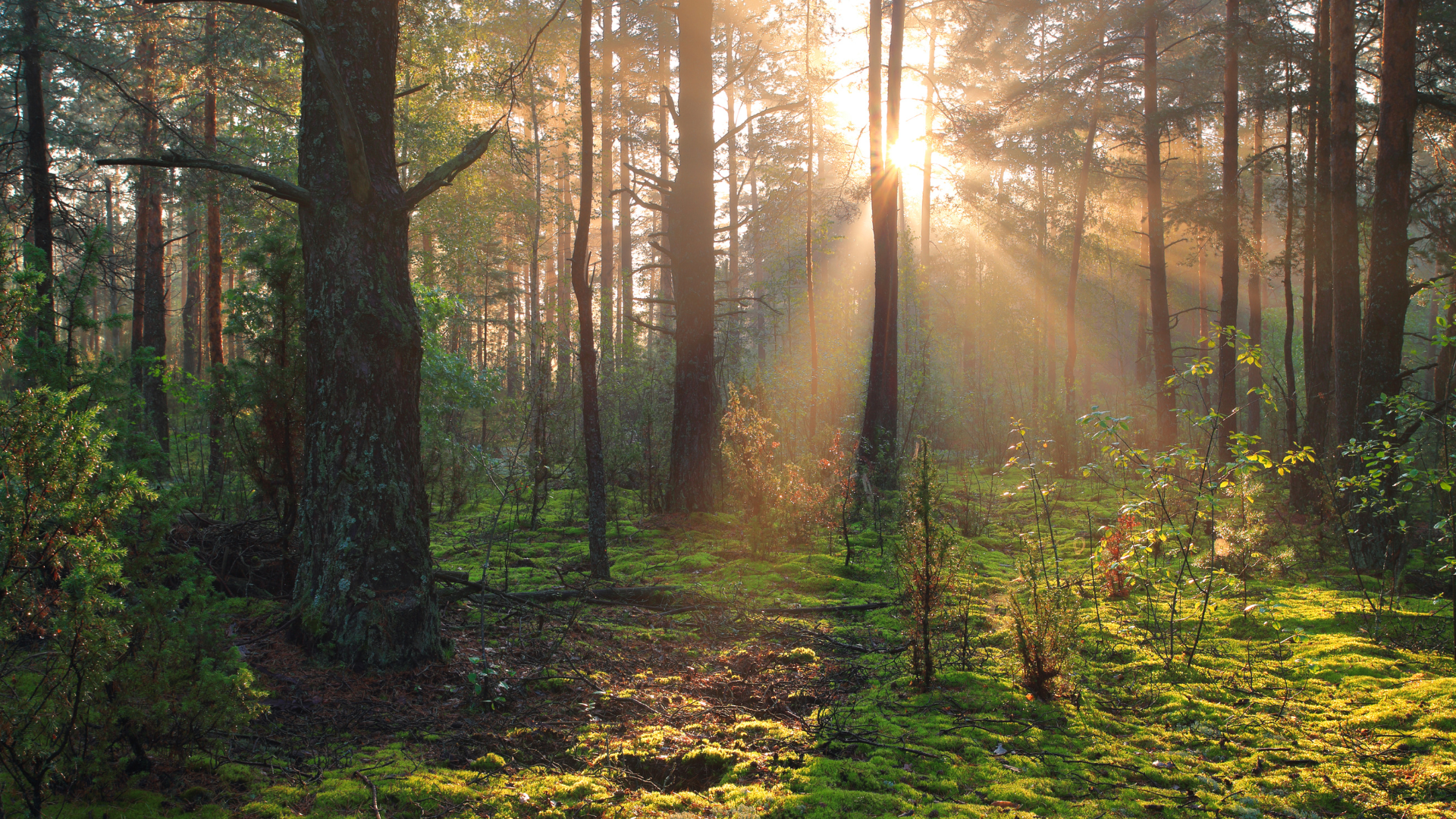 25 nature and the woods